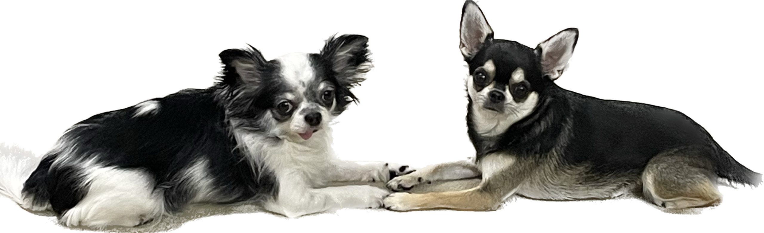 新宿 結婚相談所 L´OISEAU BLEU